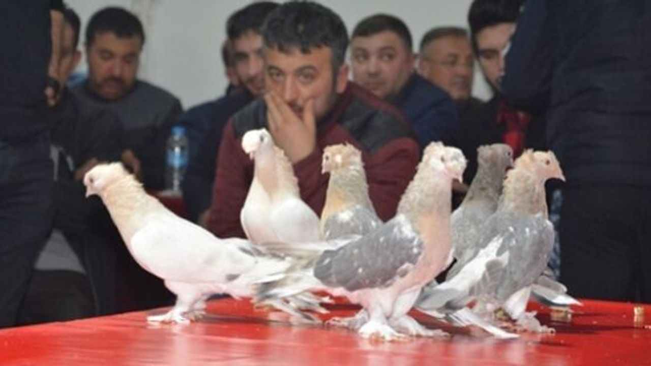 Çorum’da Güvercin Festivali yapıldı