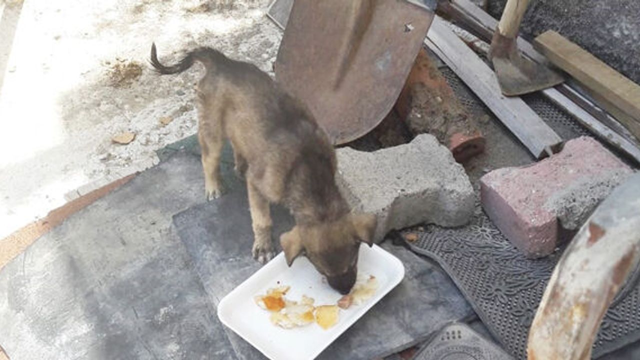Düştüğü su kanalında mahsur kalan yavru köpeği itfaiye kurtardı 