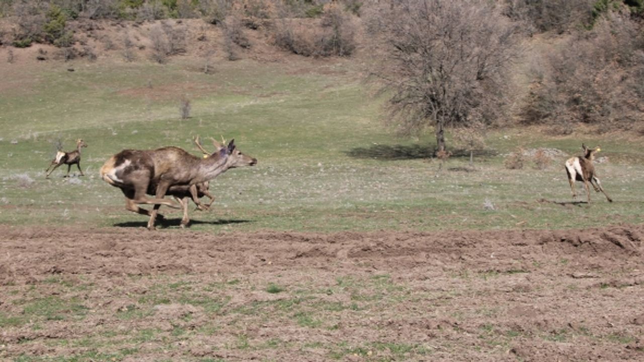 Kızılgeyikler doğaya salındı