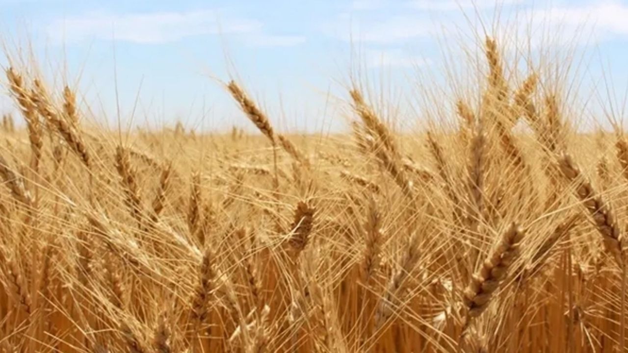 TMO 480 bin ton buğday ithalat edecek