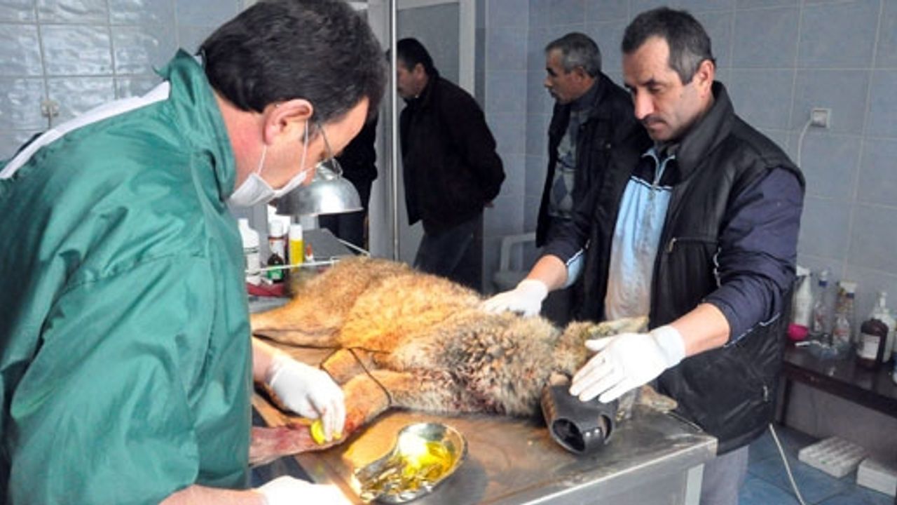 Yaralı Kurt Operasyonu