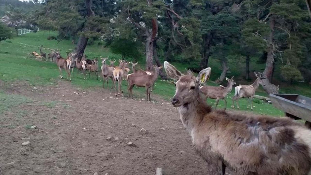 8 geyik Osmancık'ta doğaya salındı