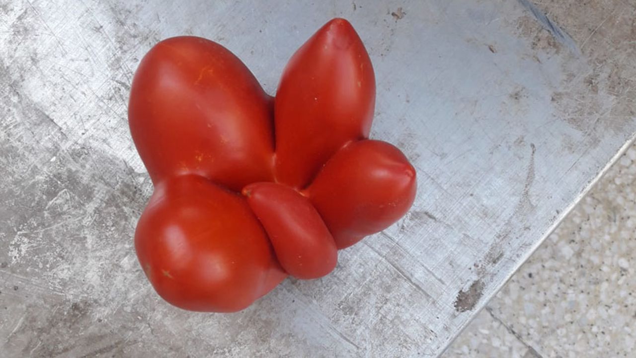 5 parmaklı domates yetiştirdiler