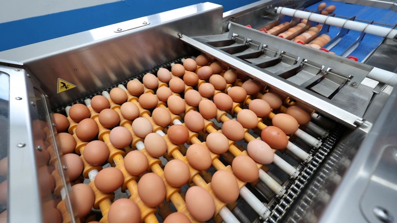 Migros desteğiyle Ordu yumurta üssünde yılda 35 milyon yumurta üretiliyor