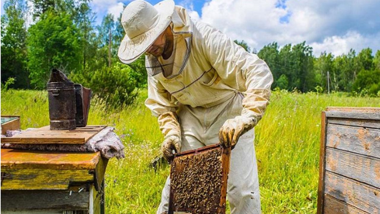 Çorum, damızlık ana arı üretiminde merkez il