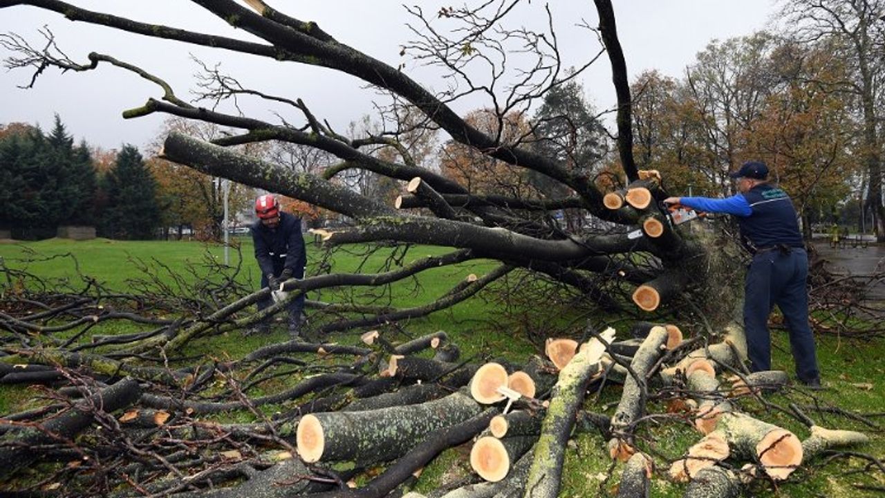 Bursa'da devrilen 350 ağaç kaldırılıyor