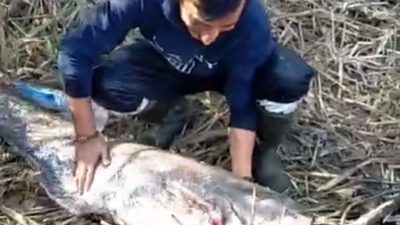 Osmancık’ta dev yayın balığı yakalandı