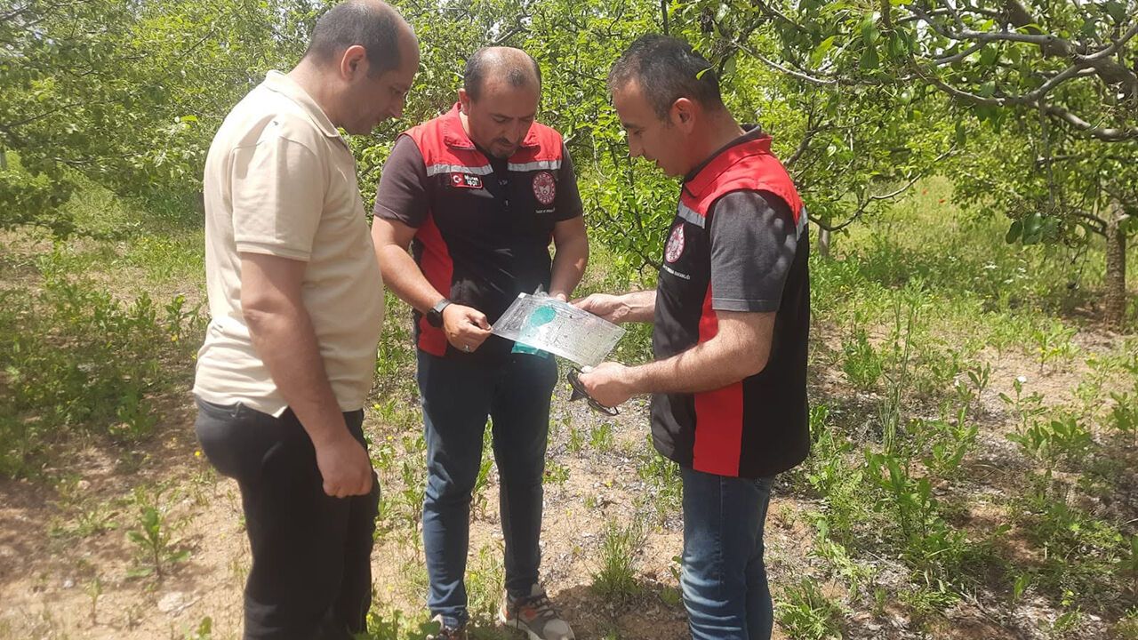 Çorum'da kahverengi kokarcaya karşı mücadele sürüy