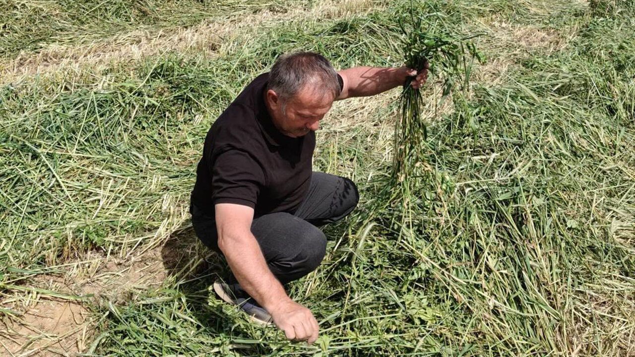 Mecitözü'nde yem bitkileri üretim alanları denetle