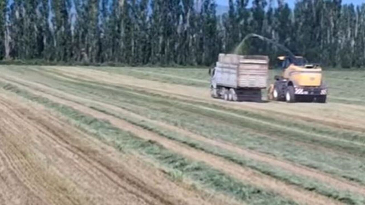 DSYB ekipleri buğday silajı için sahada