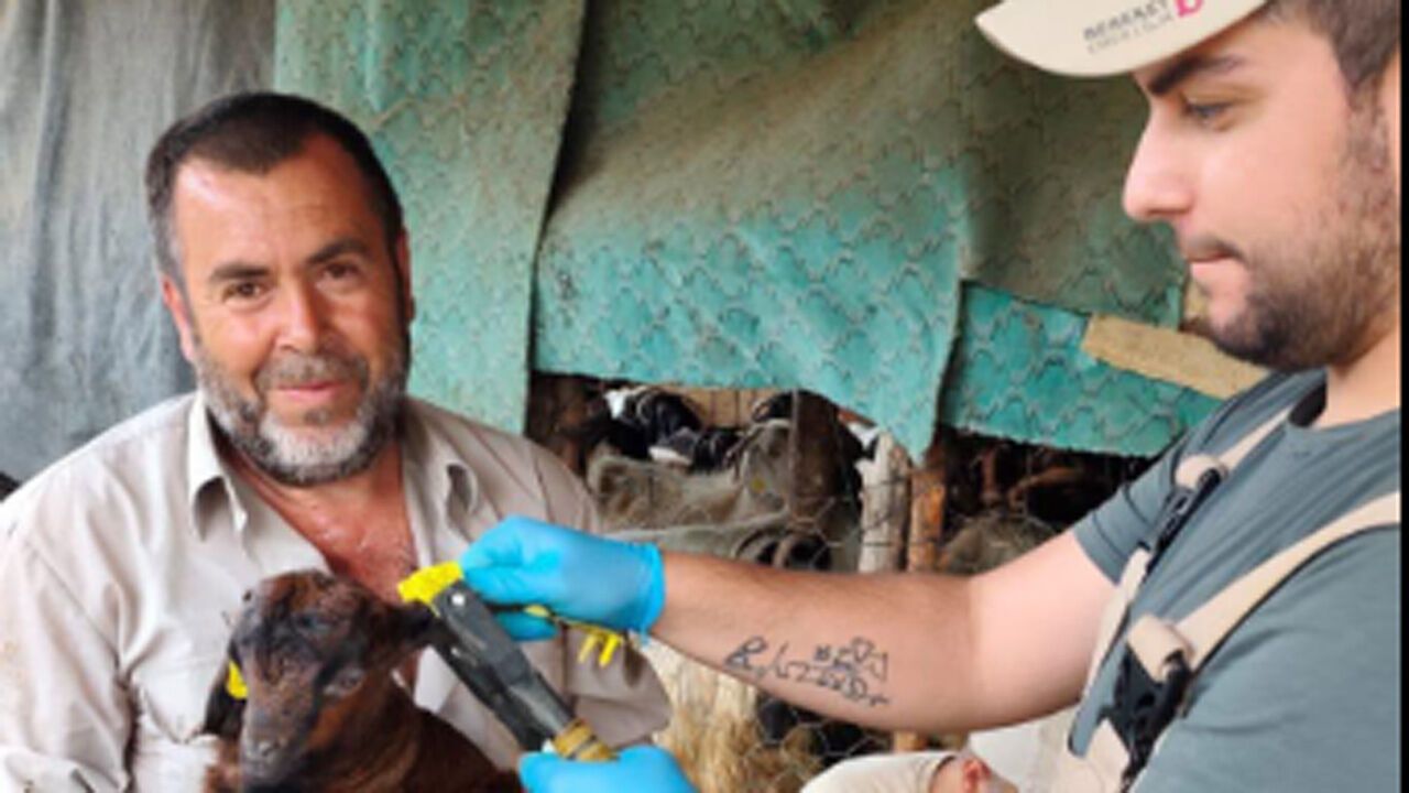 Osmancık'ta küçükbaş hayvanlara küpeleme ve aşılam