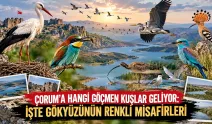 Çorum’a hangi göçmen kuşlar geliyor: İşte gökyüzünün renkli misafirleri