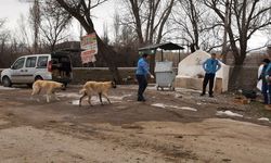 Sokak hayvanları Sungurlu'da sahipsiz değil