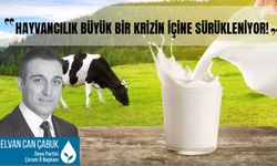 Hayvancılık büyük bir krizin içerisine sürükleniyor