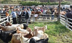 Hayvan pazarında kurbanlıklar görücüye çıktı