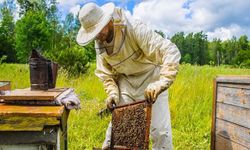 Çorum, damızlık ana arı üretiminde merkez il
