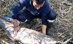 Osmancık’ta dev yayın balığı yakalandı