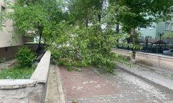 Sungurlu'da fırtına ağaçları devirdi, toteme zarar verdi