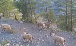 Doğanın Gizli Sakinleri Kamerada: Dağ Keçisi Sürüsü Fotokapanda