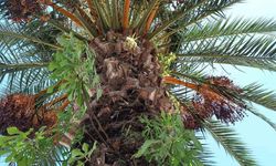 Samsun'da İlginç Doğa Olayı: Palmiye Ağacında Büyüyen İncir Fidanı