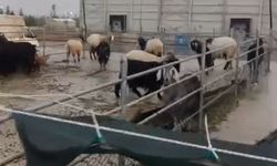 Şiddetli rüzgar hayvan pazarını da vurdu