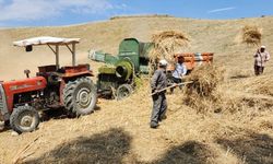 Sungurlu'nun Kahraman Çiftçileri: Patoz ile Hasat Geleneğini Yaşatıyorlar!