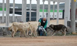 Sahipsiz Hayvanlar İçin Yeni Koruma Yasası: TBMM'den Geçti