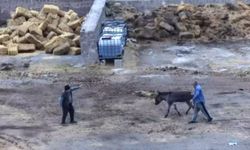 Kayseri'de Çiftlik Baskını: Eşek Canlı Canlı Kesildi, 5 At Zehirlenerek Öldürüldü
