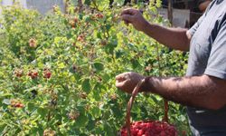 Olumsuz Toprak Analizlerine Rağmen Başarı: Kayseri’de Organik Bahçe