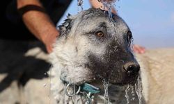 Kangal Köpekleri Sıcak İklimlere Nasıl Uyum Sağlıyor?