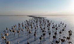Tuz Gölü'nde Binlerce Flamingo Yavrusu: Büyüleyici Doğa Harikası