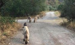 Çorum Örencik Köyüne Bırakılan Köpekler İçin Hayvanseverlere  Yardım Çağrısı