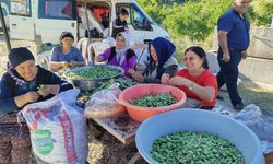 Çorum'un Kızılpınar Köyü’nde Fasulye Şenliği