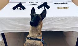 Bomba Arama Köpeği Arşiv’den Büyük Başarı: Alaca’da 2 Ruhsatsız Tabanca Yakalandı