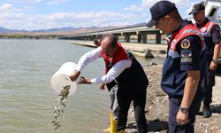 Baraj ve göletlere sazan yavruları bırakıldı