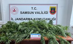 Samsun'da Fındık Bahçesine Kenevir Ekme Skandalı: Şüpheli Tutuksuz Yargılanacak