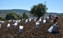 Tokat'ta "Başçiftlik beyazı"nın hasadına başlandı