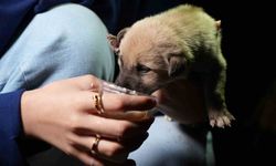 Kırıkkale'de Terkedilen 4 Yavru Köpeğe Hayat Veren Altun Ailesi