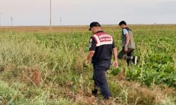 Kaçak avcılar jandarmanın ağına takıldı