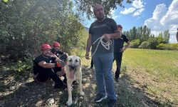 Çorum Belediyesi İtfaiyesi'nden Kahramanca Kurtarma Operasyonu: Kayalıklarda Mahsur Kalan Köpek Kurtarıldı