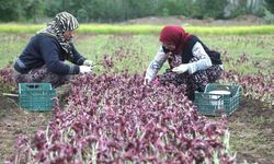 Çorum'un bu ilçesinde çiftçilere salep yetiştiriciliği eğitimi verildi