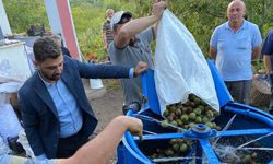 Oğuzlar’da Ceviz Hasadı Coşkusu: İl Genel Meclis Başkanı Temur Dalından Ceviz Topladı!