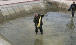 Amasya'da yetiştirilen balıklar Çorum'a gönderiliyor