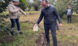 Giresun'da fındık üreticilerine modern yetiştiricilik yöntemleri öğretiliyor