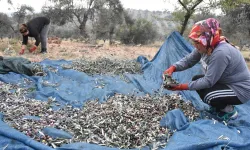 Bursa Ziraat Odaları, zeytin toplama işçilik ücretlerini belirledi