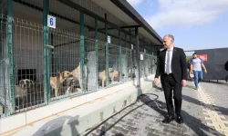 İnegöl’de sokak hayvanları için yeni adımlar atılıyor