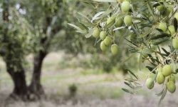 26 Kasım Dünya Zeytin Günü: Sağlık ve Ekonomi için Zeytin