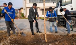 Erbaa Belediyesince 350 adet huş ağacı fidanı dikildi