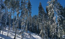 Ilgaz Dağı'nda karla kaplı ormanlara güneş eşlik etti