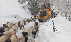 Orta ve Doğu Karadeniz'de karla mücadele çalışmaları sürüyor